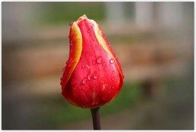 Poszterek 120x80 Piros-sárga tulipán