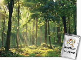 Fotótapéta Erdő Nap A Flizelinen Konyha Hálószoba Nappali Tapéta 300x210