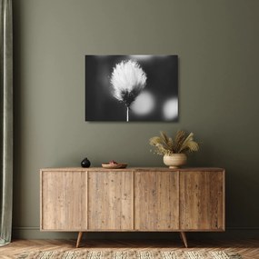 Üveg kép - Fekete-fehér pamutfű (70x50 cm)