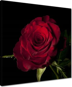 Vászonkép 40x40 Vörös rózsa