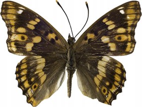 Poszter 60x60cm Pillangó fehér alapon 4, Assaf Frank