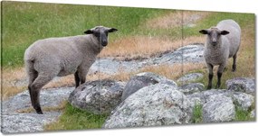 Vászonkép 180x90 Juh legeltetés Bárányok