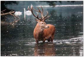 Poszterek 200x135 Szarvas felszarvazott