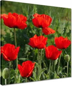 Vászonkép 40x40 Pipacs Virágok