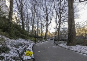 Poszter 42x29,7cm Egy csokor sárga virág egy padon a parkban, Assaf Frank