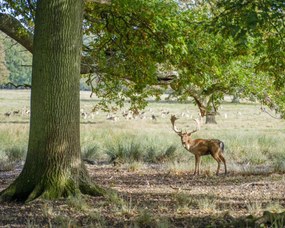Poszter 50x40cm Szarvas az erdőben 2, Assaf Frank