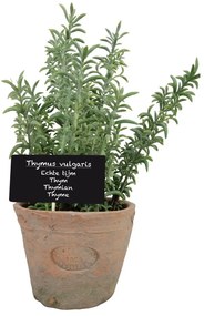 Műnövény (magasság 21,5 cm) Thyme – Esschert Design