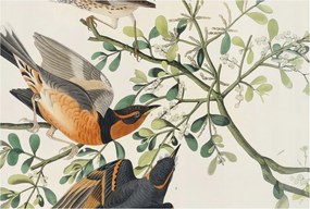 Flizelin fotótapéta Flizelin Design Színes madarak 104x70 Ragasztó