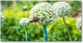 Fotó üvegkép Virágzó fokhagyma 140x70