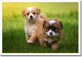 Poszterek keretben 60x40 Kutyák