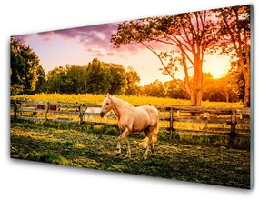 Üvegfotó Ló Mező Természet Állatok 100x50 cm