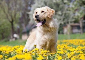 Fotótapéta Arany retriever Nap virágok öröm a réten 300x210 +ragasztó