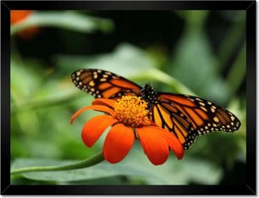 Poszterek keretben 40x30 Pillangó maradj