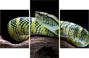 Kép - Wagler csörgőkígyó (90x60 cm)