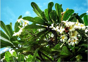 Kép - Plumeria (70x50 cm)