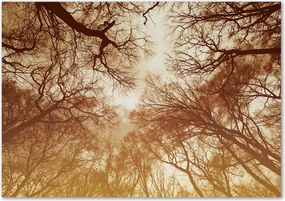 Modern üvegpanel a konyhába Erdő Ragasztó Ingyenes