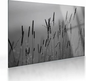 Üveg kép - Fűszálak (70x50 cm)