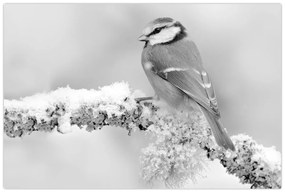 Kép - Egy madár egy ágon (90x60 cm)