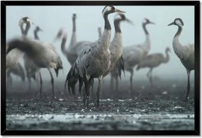 Poszterek keretben 60x40 Darvak a ködben