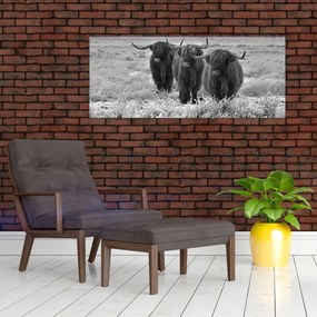 Kép - Skót tehenek (120x50 cm)