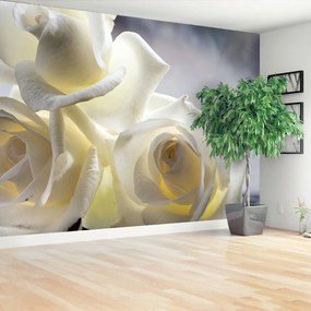 Fotótapéta Fehér rózsák 104x70 cm
