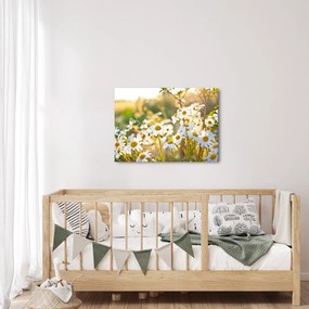 Kép - Százszorszépek (70x50 cm)