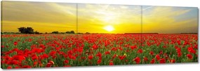 Vászonkép 60x20 Pipacsmező nyugattal