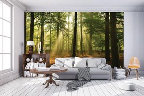 Fotótapéta - Erdő napfényben (152,5x104 cm)