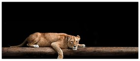 Kép - Lioness (120x50 cm)