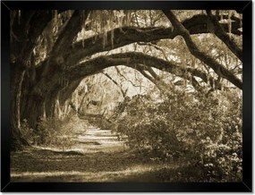 Poszterek keretben 40x30 Tölgyek a Szépia parkban