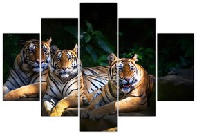 Kép - Tigris testvérek (150x105 cm)