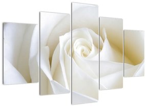 Kép - fehér, rózsák (150x105cm)
