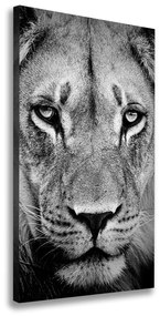 Vászonkép Portré egy oroszlán ocv-39012933