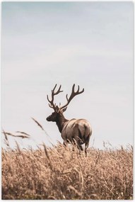 Poszterek 40x60 Szarvasok