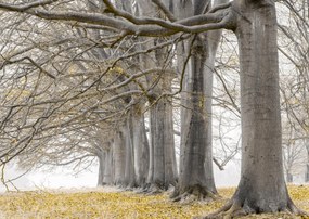Poszter 59,4x42cm FĂĄk egy sorban sĂĄrga levelek, Assaf Frank