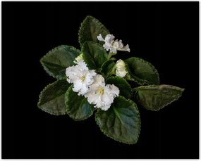 Poszterek 50x40 Fehér jázminvirág