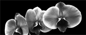 Egy orchidea virág képe (120x50 cm)