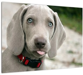 Kép - weimaraner kölyökkutya (üvegen) (70x50 cm)