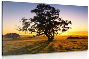 Kép egyfa naplementében
