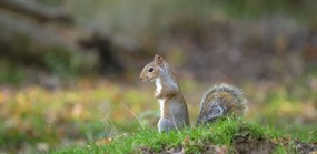 Poszter 91,3x44,5cm Mókus a fűben, Assaf Frank