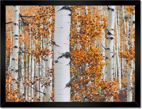 Poszterek keretben 40x30 Őszi táj Nyírfa