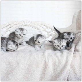 Poszterek 30x30 Cica Cicák