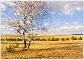 Poszterek 100x70 NyĂrfa a mezĆn TĂĄjkĂ©p