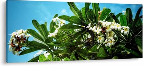 Kép - Plumeria (120x50 cm)