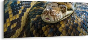 Kép - Piton (120x50 cm)