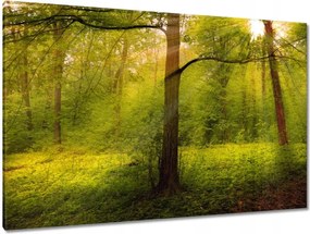 Festmények 120x80 Varázslatos erdő Tájkép