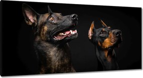 Vászonkép 115x55 Belga juhászkutya