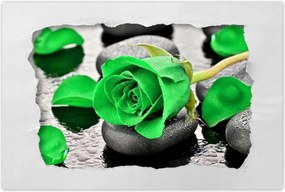 Poszterek 90x60 Zöld rózsa kövek