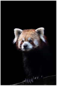 Poszterek 80x120 Panda ailurus fulgens