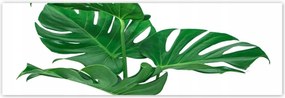 Poszterek 200x66 Monstera Lyukas levelek